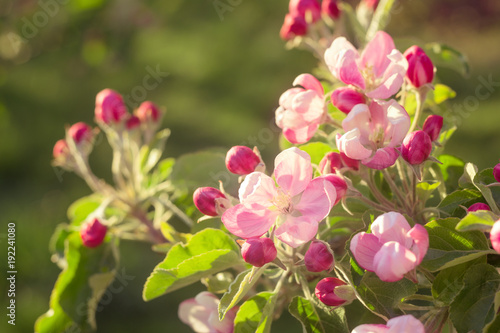 flower peach apple  pink color. Flowering  apple tree branch spring in the sun.