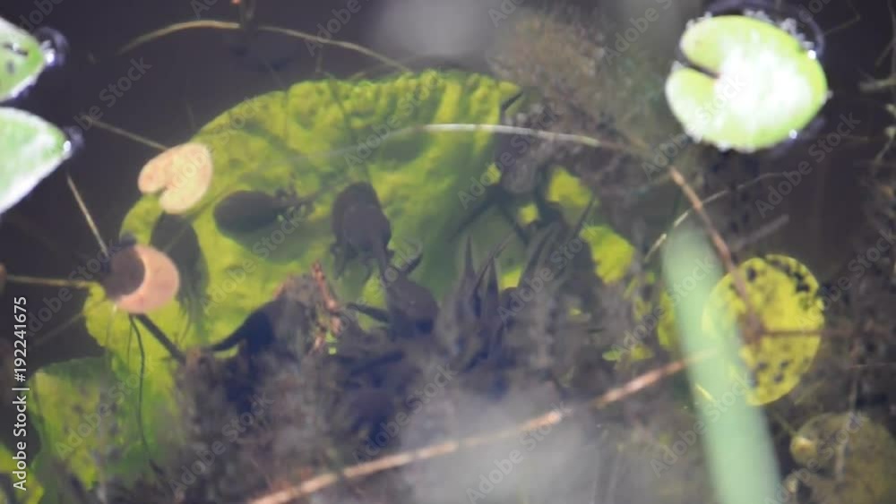 School of tadpoles in forest lake School of tadpoles in forest lake
