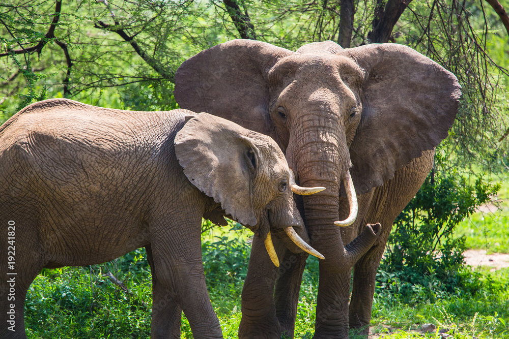 Fototapeta premium Wild elephant at Lake Manyara National Park. Tanzania.