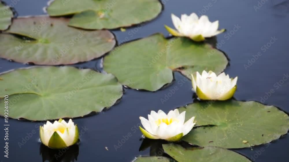 Water lilies on pond in forest Water lilies on pond in forest
