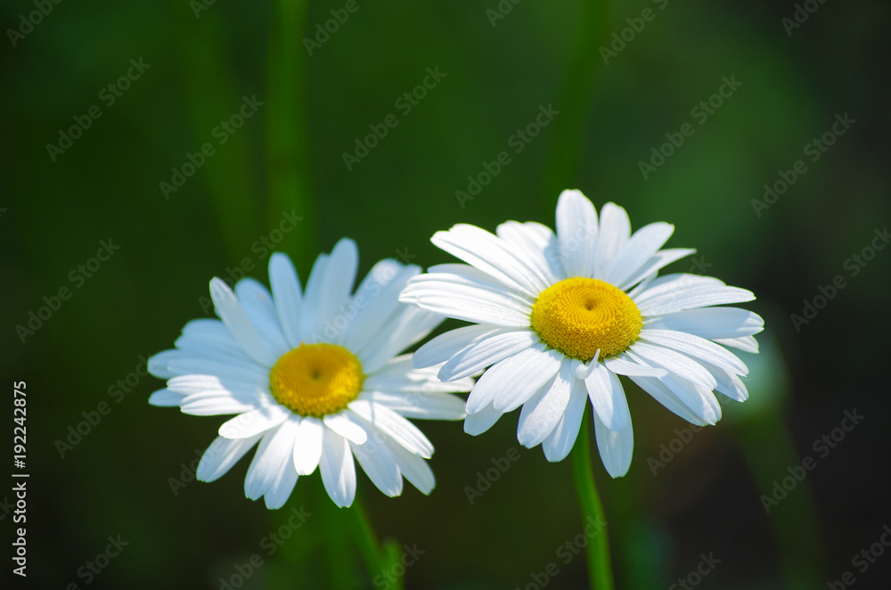 summer flowers camomile blossoms on meadow summer flowers camomile blossoms on meadow