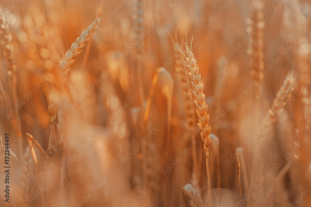 Fototapeta premium Field of wheat, blue sky and sun