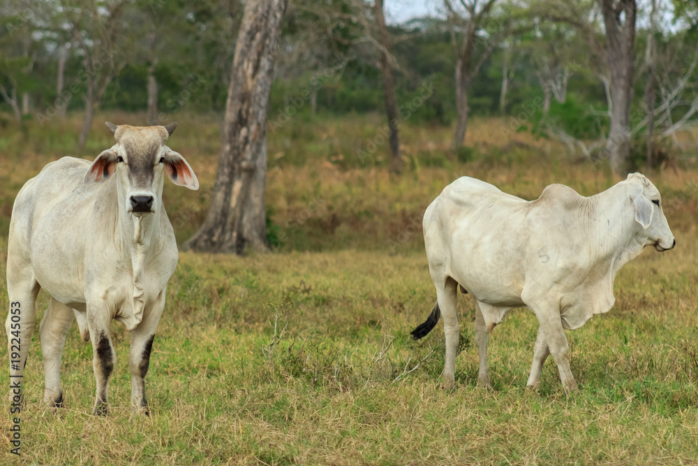 cow in venezuela cow in venezuela
