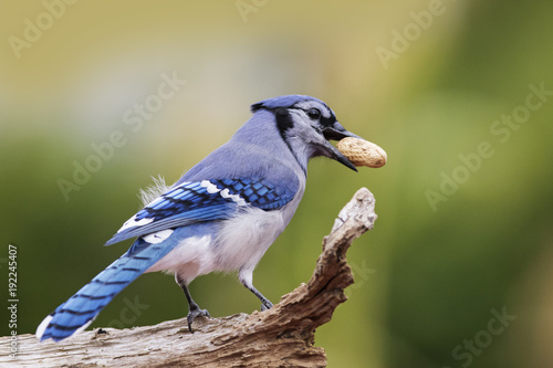 blue jay in fall