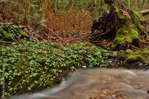 stream in BC