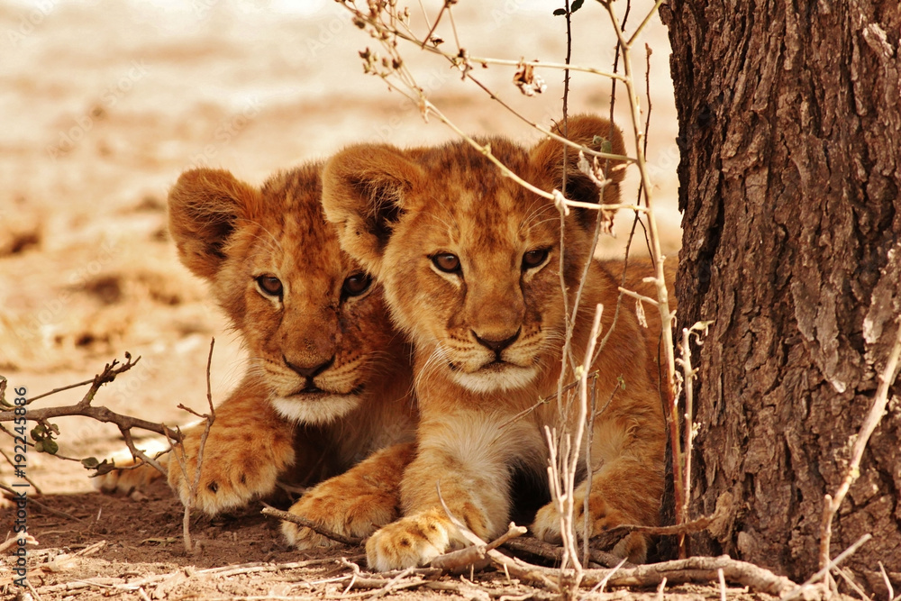 Lion cubs - obrazy, fototapety, plakaty 
