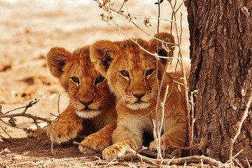 Foto auf Leinwand Löwe Löwenbabys  © Charl