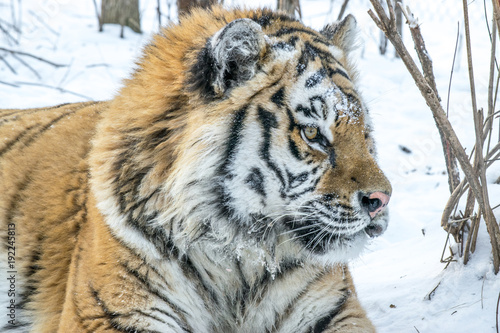 Adult Amur tiger in winter in the frost on the snow in the forest