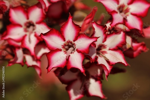 Impala lilly
