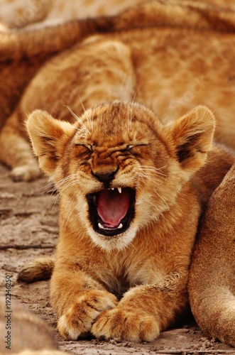 Lion Cub