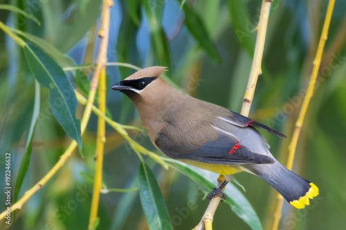 Cedar Waxwing Portrait