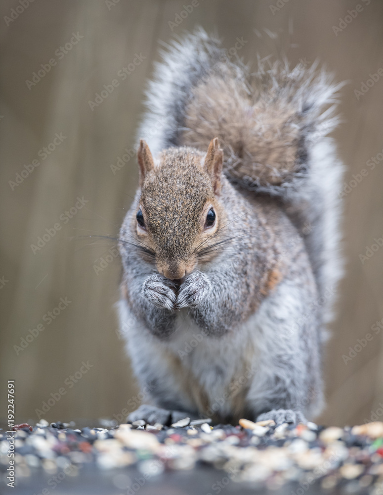 Obraz premium Gray Squirrel
