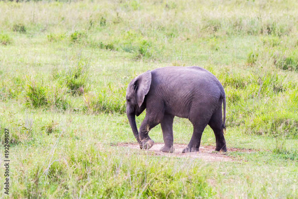 Fototapeta premium African elephants (Loxodonta africana)