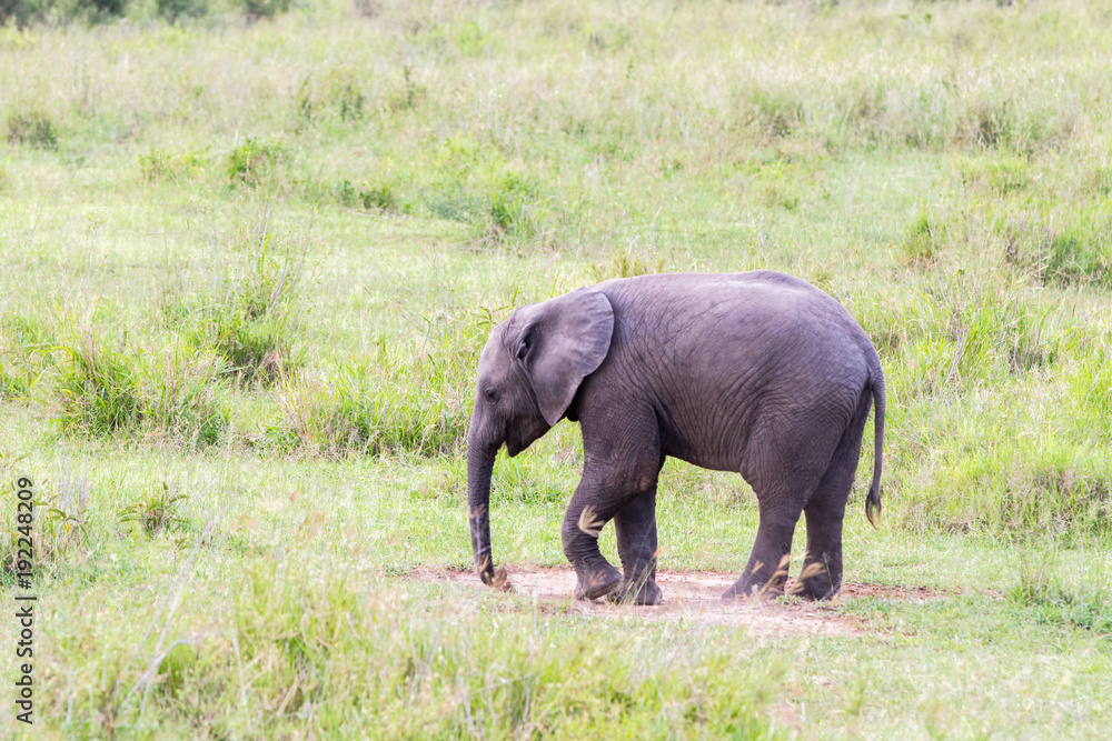 Fototapeta premium African elephants (Loxodonta africana)