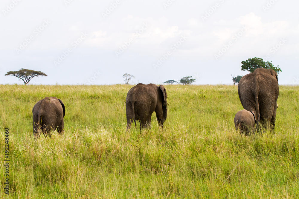 African elephants (Loxodonta africana) African elephants (Loxodonta africana)