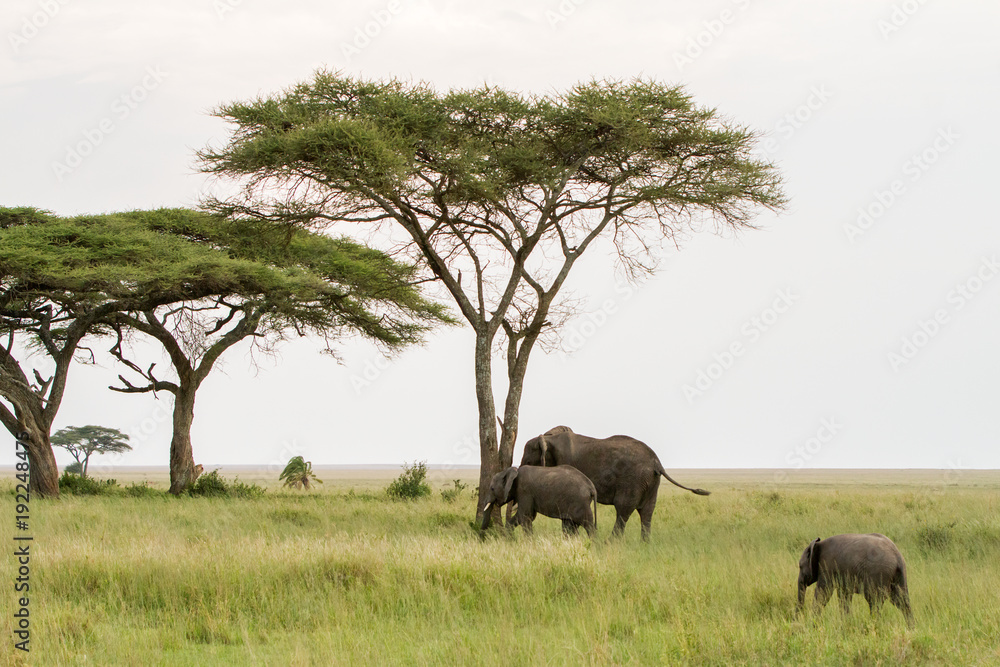 Fototapeta premium African elephants (Loxodonta africana)
