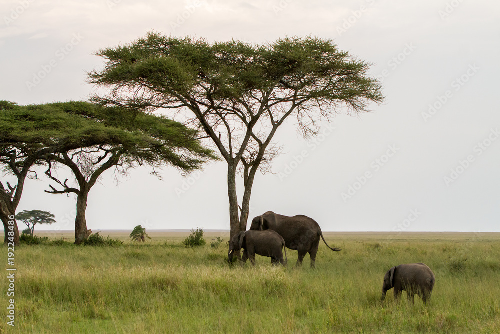 Fototapeta premium African elephants (Loxodonta africana)