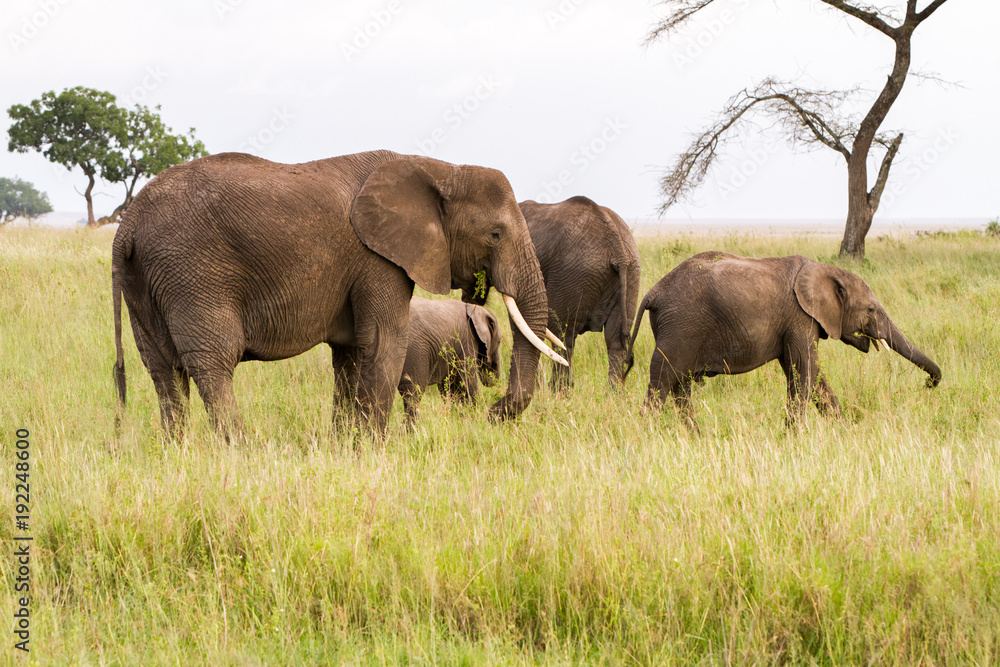African elephants (Loxodonta africana)