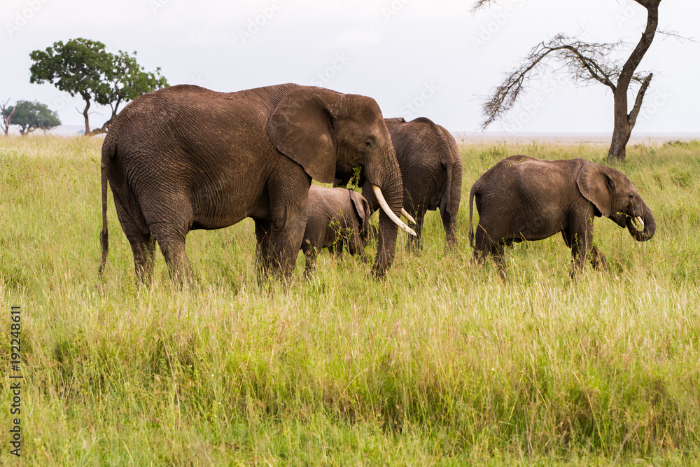 African elephants (Loxodonta africana)