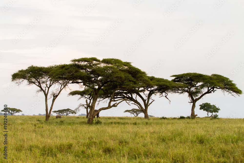 Serengeti National Park, Tanzanian national park in the Serengeti ecosystem in the Mara and Simiyu regions Serengeti National Park, Tanzanian national park in the Serengeti ecosystem in the Mara and Simiyu regions