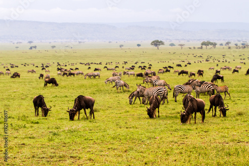 Wallpaper Mural Field with zebras and blue wildebeest Torontodigital.ca