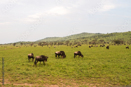 Field with zebras and blue wildebeest © anca enache