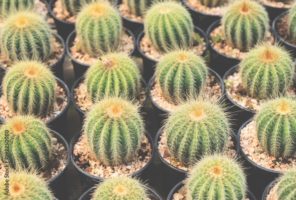 Cactus succulent plant Cactus succulent plant
