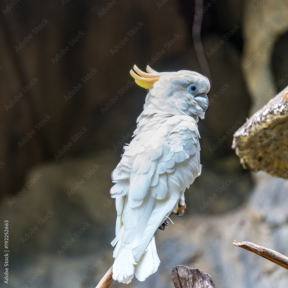 White cockatoos