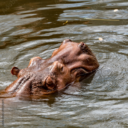 Head of hippo