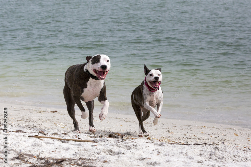 Pit Bull/Great Dane and Pit Bull/Terrier mixed breed dogs running and playing on a sandy beach on the Gulf of Mexico at St. Pete Beach, Florida.