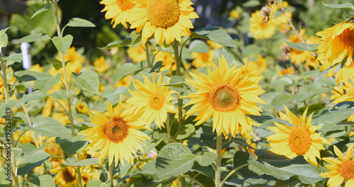 Sunflower in field