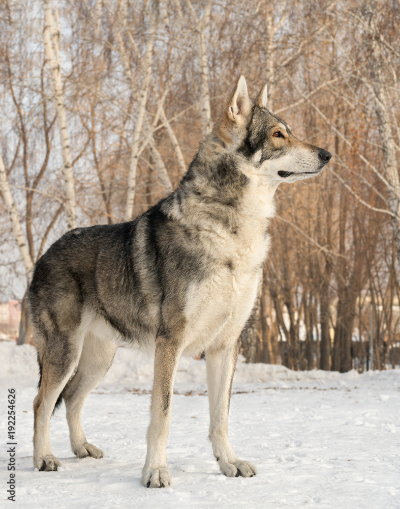 Naklejka premium Beautiful male dog of Saarloos wolfhound in winter park