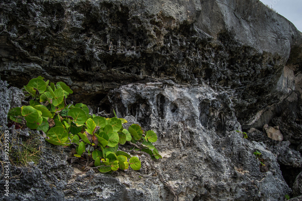 Branch on a rock wall