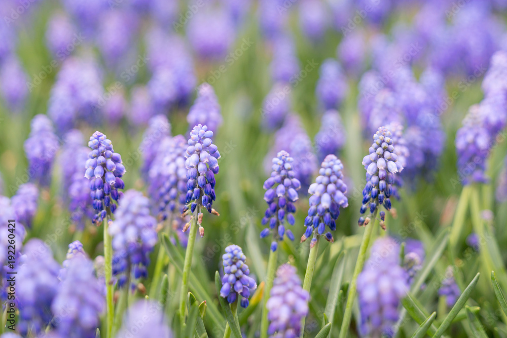 Grape hyacinth Muscari armeniacum flowering in early spring. Macro of blue Muscari flower meadow. Many muscari blue grape hyacinth flowers in green garden Grape hyacinth Muscari armeniacum flowering in early spring. Macro of blue Muscari flower meadow. Many muscari blue grape hyacinth flowers in green garden