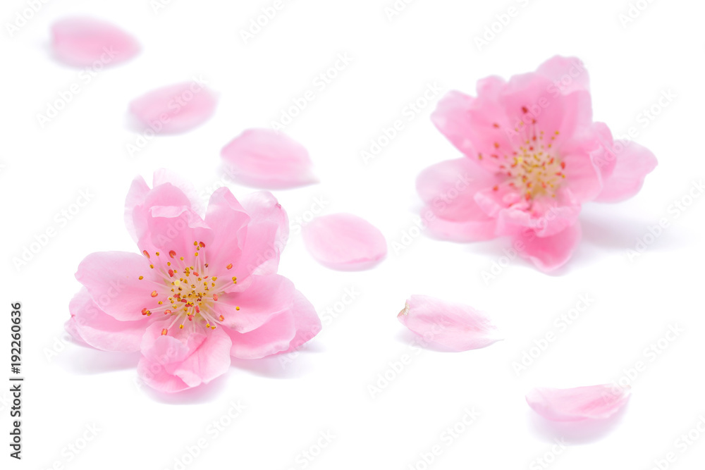 Japanese peach flower and petals on white background