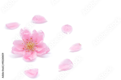 Japanese peach flower and petals on white background