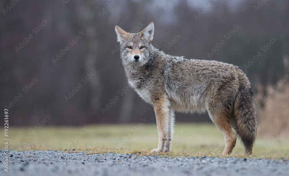 Fototapeta premium Coyote