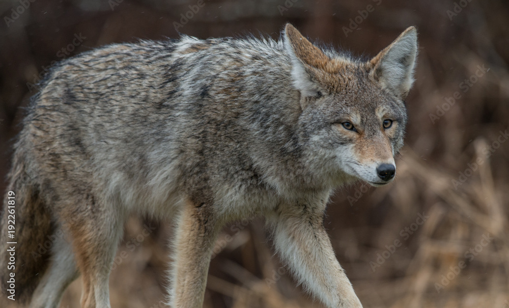 Fototapeta premium Coyote