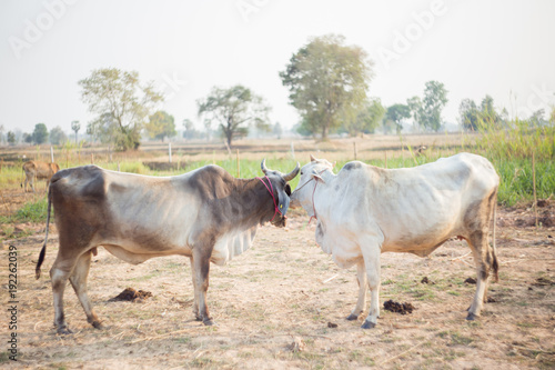 Cows stand in the fieldåç of farm. © Blackbird6911