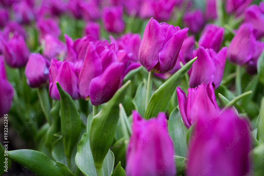 Tulip background, Purple flower tulip lit by sunlight, Soft selective focus, Tulip Tulip background, Purple flower tulip lit by sunlight, Soft selective focus, Tulip