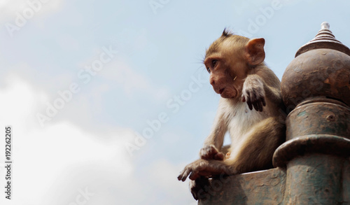 Monkey sitting with blue sky.