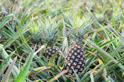Pineapple in the field.