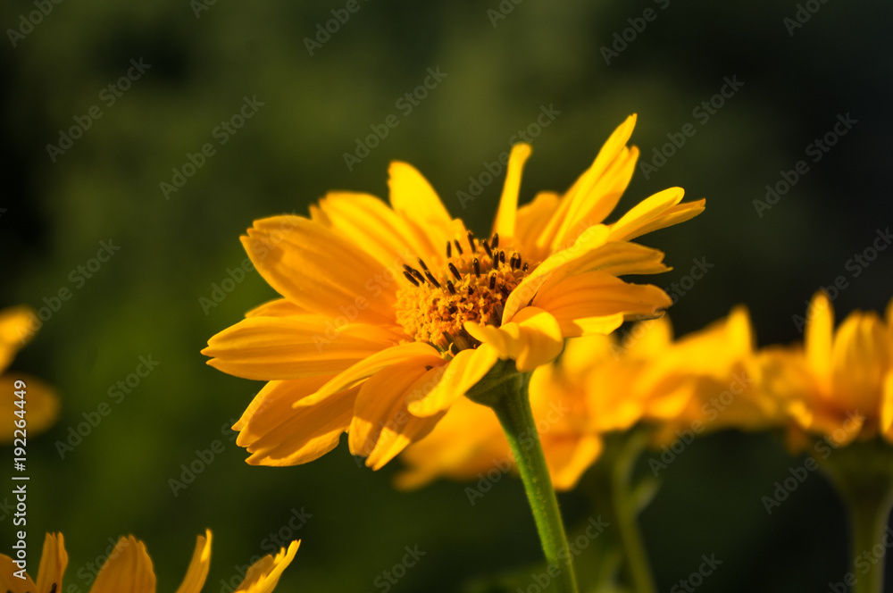 bouquet of bright yellow flowers Heliopsis helianthoides