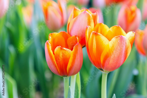 Tulip flower. Beautiful tulips in tulip field with green leaf background at winter or spring day. broken tulip.