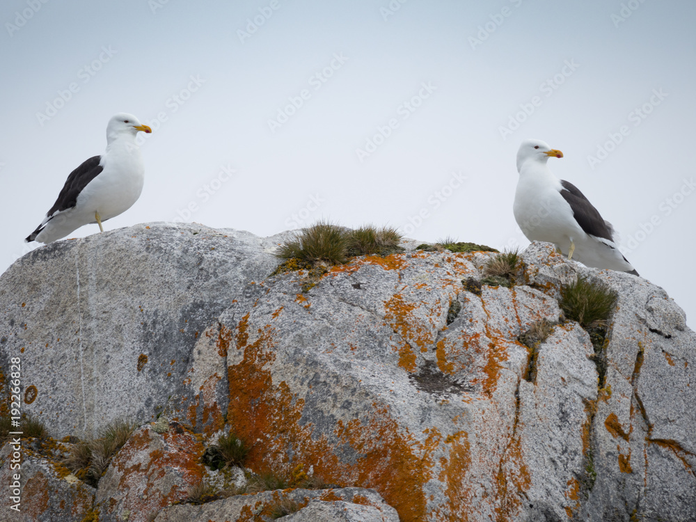 Obraz premium A Pair of Kelp Gulls standing and facing each other while on a rock face with orange and gold lichen growing on it.