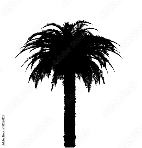 silhouette of palm tree / cycad photo