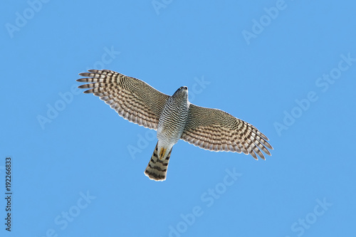 Eurasian sparrowhawk (Accipiter nisus)