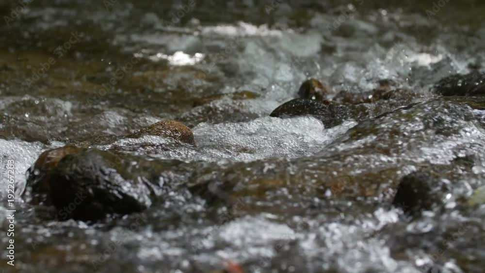 Forest stream running Forest stream running