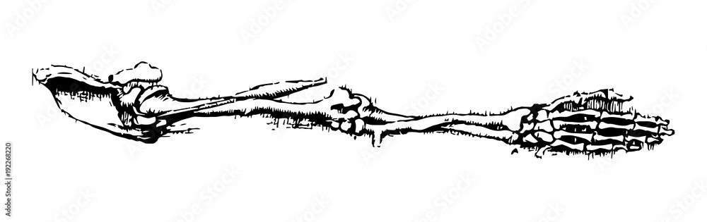 arm bones rough sketch [vector]