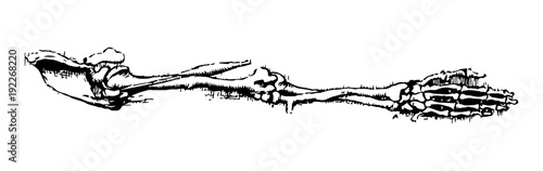 arm bones rough sketch [vector]